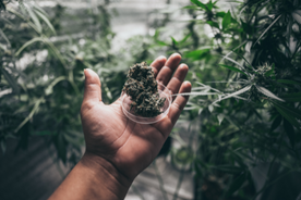 marijuanna plant in hand