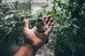 marijuanna plant in hand